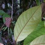 Annona haematantha Leaf