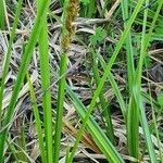 Carex lycurus Feuille