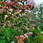 Lagerstroemia indica花