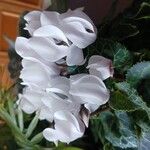 Cyclamen persicumFloare