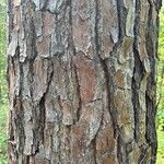 Pinus taeda বাকল