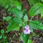 Impatiens flaccidaFolha