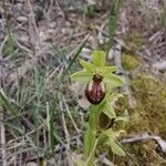 Ophrys virescens Blüte
