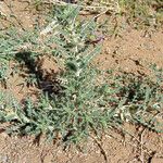 Astragalus trigonus Habitus