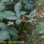 Rubus questieri Övriga