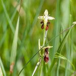 Ophrys insectifera Fula