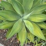 Agave attenuata葉