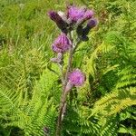 Cirsium palustre Liść