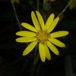 Pityopsis graminifolia Flower