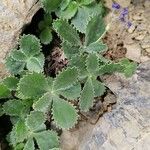 Primula marginata पत्ता