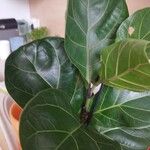 Ficus pandurataLeaf