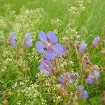 Geranium pratenseFlower