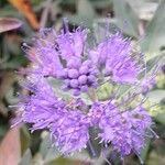 Caryopteris × clandonensis A.SimmondsFlower