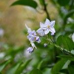 Solanum bonariense Flower