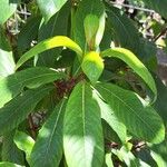 Fuchsia arborescens Yaprak