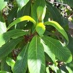 Fuchsia arborescens Lapas