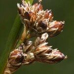 Juncus arcticus Frukt