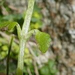 Chrysosplenium oppositifolium Blad