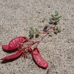 Hoffmannseggia minor Fruit