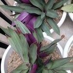 Tradescantia spathacea叶