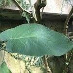 Piper obliquum Leaf
