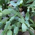Schlumbergera bridgesii Flor
