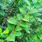 Prunus tomentosa Blatt