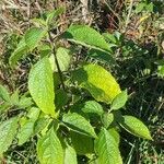 Lantana camaraFolha