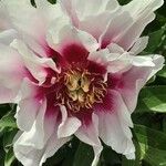 Paeonia rockii Квітка