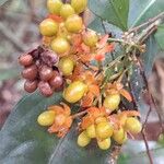 Ochna membranacea Hedelmä