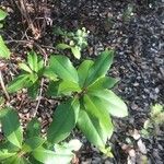 Arbutus menziesii Blatt