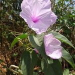 Ipomoea carneaList