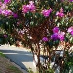 Tibouchina mutabilis ശീലം