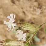 Silene arabica Blüte