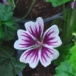 Malva neglecta Kwiat