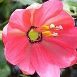 Passiflora mixta फूल