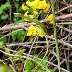 Chamaecytisus ruthenicus Flower