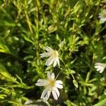 Moehringia ciliata Flower