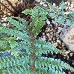 Polystichum luctuosum Лист