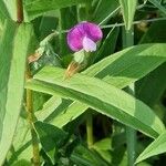 Lathyrus hirsutus 葉