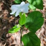 Thunbergia fragrans Foglia