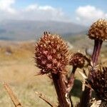 Eryngium humboldtii Fruit