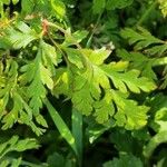 Geranium robertianumHoja