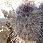 Echinocereus viridiflorus Habit