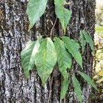 Bignonia capreolata List