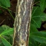 Halesia carolina Bark