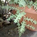 Sedum diffusum পাতা