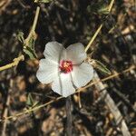 Hibiscus denudatus Квітка