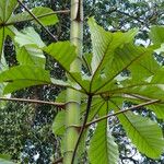 Cecropia peltata Leaf