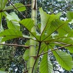 Cecropia peltata পাতা